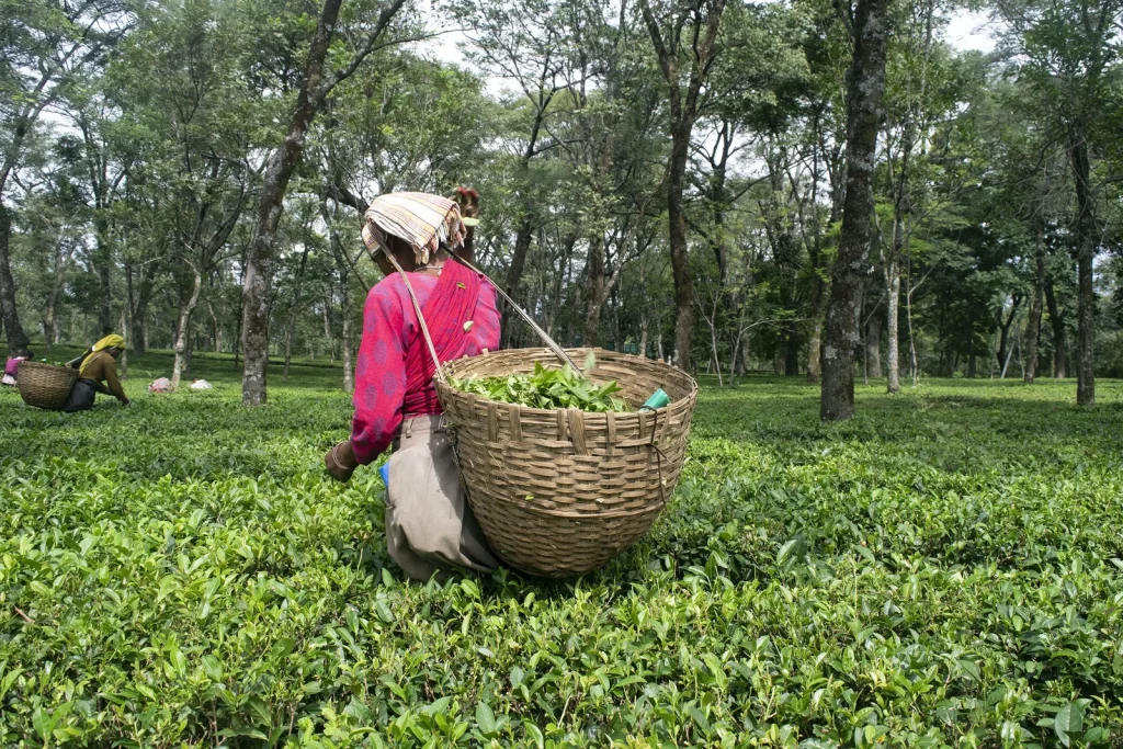 Taxi Service Palampur Kangra Dharamshala