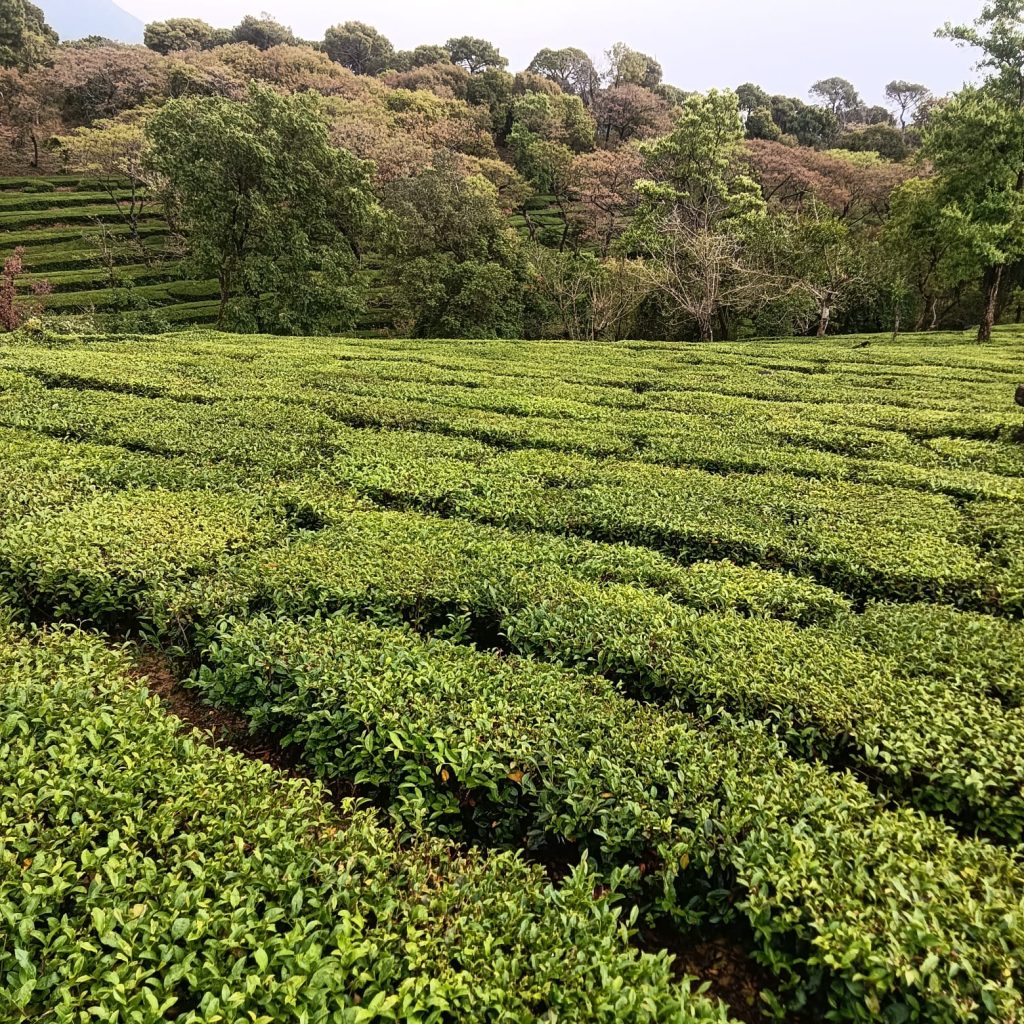 Dharamshala Local Sightseen Cab/Taxi